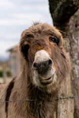 Fototapeta premium portrait of donkey in pasture