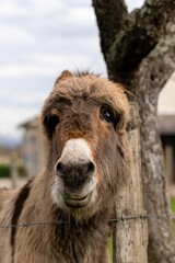 Fototapeta premium portrait of donkey in pasture