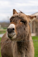 Obraz premium portrait of donkey in pasture