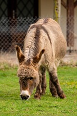 Fototapeta premium portrait of donkey in pasture