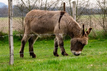 Fototapeta premium portrait of donkey in pasture