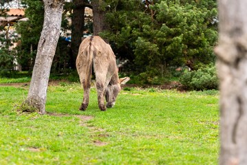 portrait of donkey in pasture