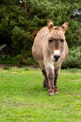 portrait of donkey in pasture