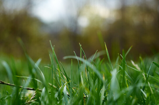 Photo of green grass in November