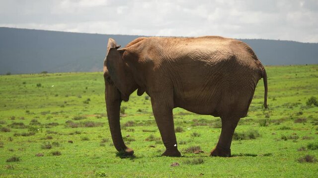 Left profile of elephant gathering grass to eat on short green savanna