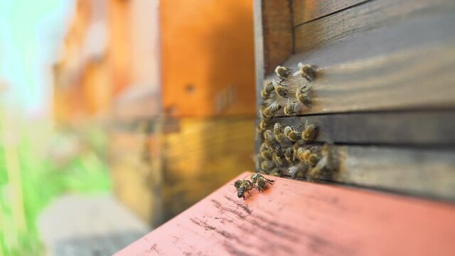 4k hand held shot of bees leaving and arriving at their hive in summer light outside