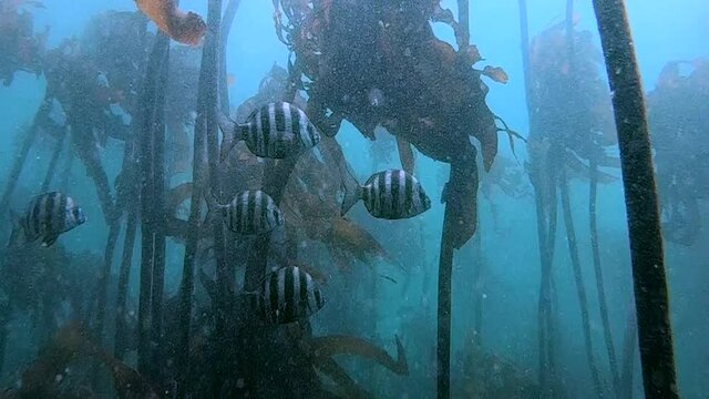 zebra fish swimming by in a kelp forest, Cape Town, South Africa. Shot at 240fps
