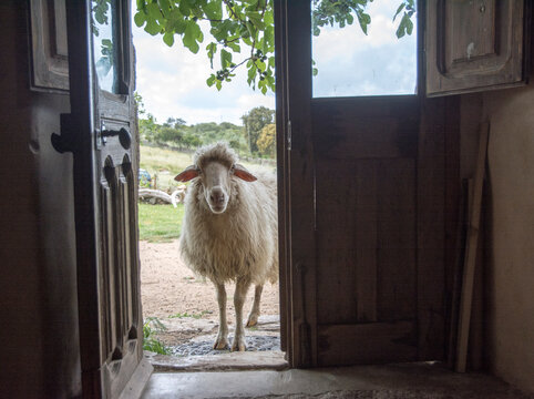
La pecora di casa