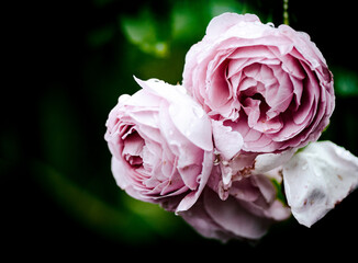 Rosen pastell mit Platz für Text