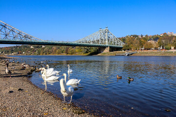 dresden elbe blaue swunder und schwäne loschwitzer brücke