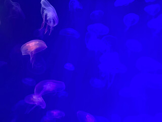 jellyfish floating in an aquarium with beautiful colored lighting