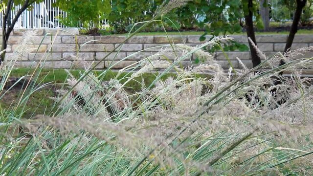 Ornamental grass sways in the breeze, switchgrass dances in wind, slow motion // 4K