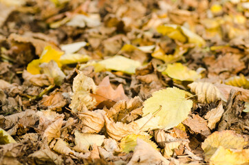 Fallen leaves of a hazel tree in a local park 