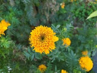 flor calendula