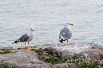 
Pair of seagulls on top of a wall