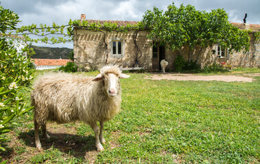 La pecora dello stazzo. Tradizione agropastorale in Sardegna.