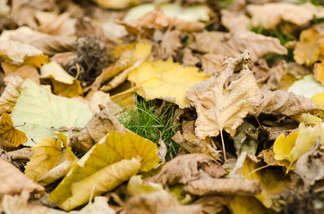 Fallen leaves of a hazel tree in a local park 