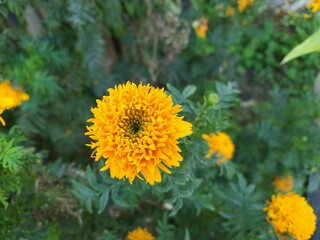 flor calendula