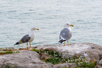 
Pair of seagulls on top of a wall