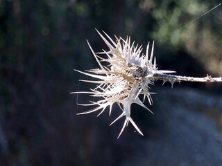 Thistle is the vernacular name given to different species of plants, essentially of the Asteraceae family, which are characterized, especially but not always, by the presence of spines on the leaves