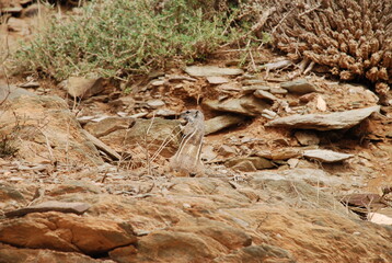 Ecureuil de Barberie - Maroc