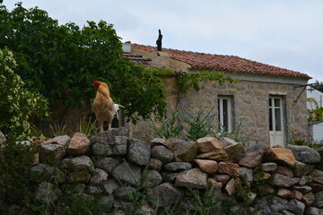 Il gallo della fattoria 3