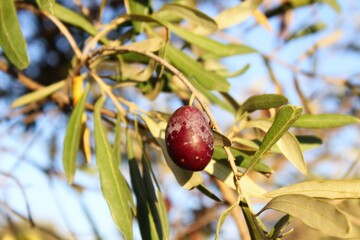 Olives of Manaki variety on olive tree branch in the outskirts of Athens in Attica, Greece.
