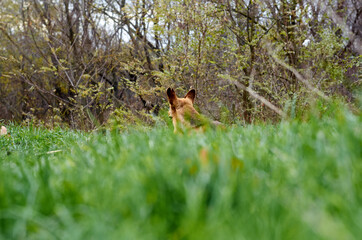 Photo of small brown dog on the meadow