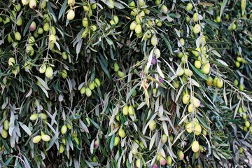 Olives of Manaki variety on olive tree branch in the outskirts of Athens in Attica, Greece.