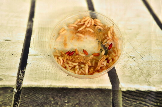 White maggots in a plastic box. common house fly (Musca domestica) worms. bait for fishing