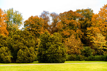 October sunny day in the park. Tall trees with the remains of foliage on the branches against the...