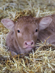 Calf Headshot