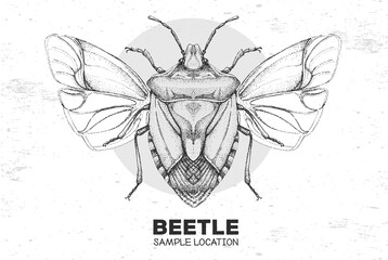 Realistic hand drawing shield beetle. Artistic Bug. Entomological vector illustration