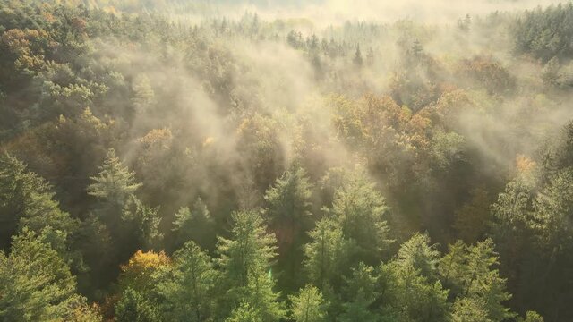 Dense green forest with tall trees all covered with mist during early morning hours. Aerial.