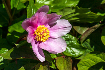 Close-up of pastel paeonia officinalis in the summer garden