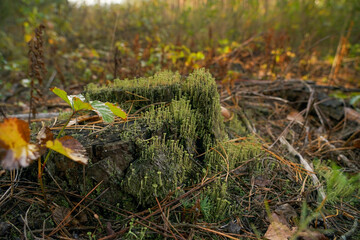 Obraz premium Green moss with spores on the stump. Moss bloom