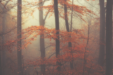 Autumnal forest in thick fog, with beautiful orange and golden leaves, mysterious feeling