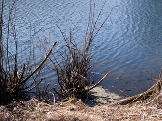 little river in spring in a clear morning