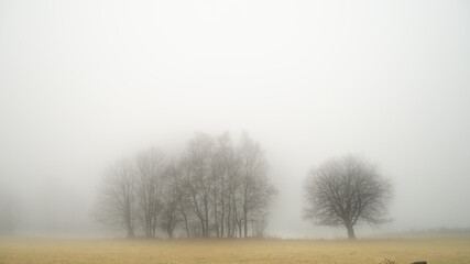 Mysterious creepy foggy landscape with solitary broad leaf tree at autumn/fall. Fog, mist. Eastern...