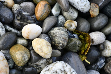 fallen leaf of a tree on wet gray and colored sea pebbles close-up