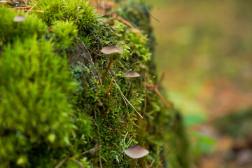 Green moss with spores on the stump. Moss bloom