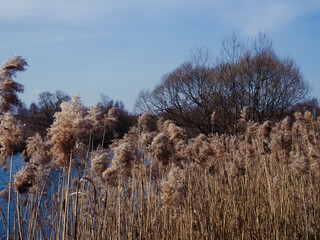 little river in spring in a clear morning