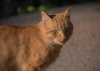 Naklejka na ściany i meble ginger cat from the street
