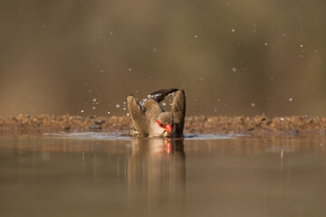 A Common waxbill taking a bath in a waterhole, Zimanga Private Game Reserve.