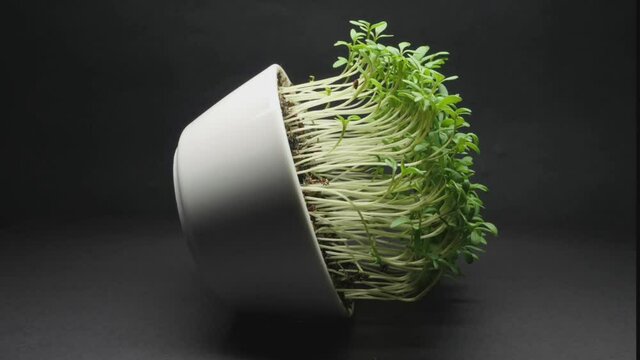 Tme lapse, Positive phototropism demonstration showing how garden cress shoots bends towards light.