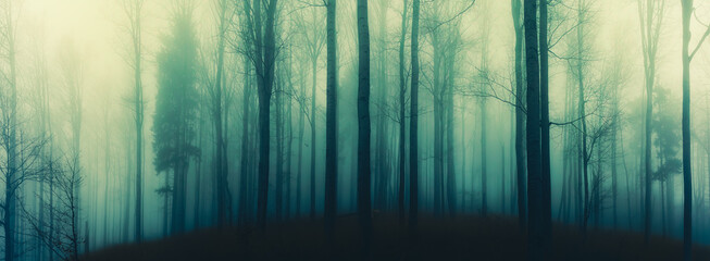 Creepy beech trees forest in Jeseniky mountains at autumn. Gloomy hilly foggy landscape, tree...