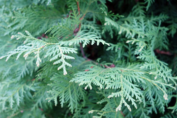 Thuja tree close-up background.