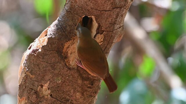 Abbott's Babbler Eating Worms From A Tree Hole At Kaeng Krachan National Park In Thailand - close up