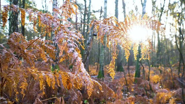 Withered Plant on Frosty but Sunny Autumn Morning in Forest, Close Up