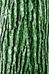 Tree bark texture in green tone